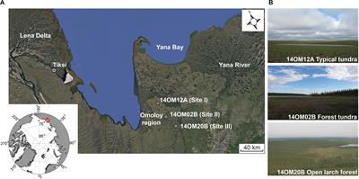 Holocene Vegetation and Plant Diversity Changes in the North-Eastern Siberian Treeline Region From Pollen and Sedimentary Ancient DNA